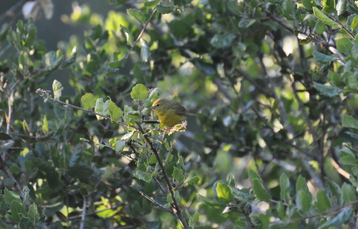 Orange-crowned Warbler - Brian Bullard