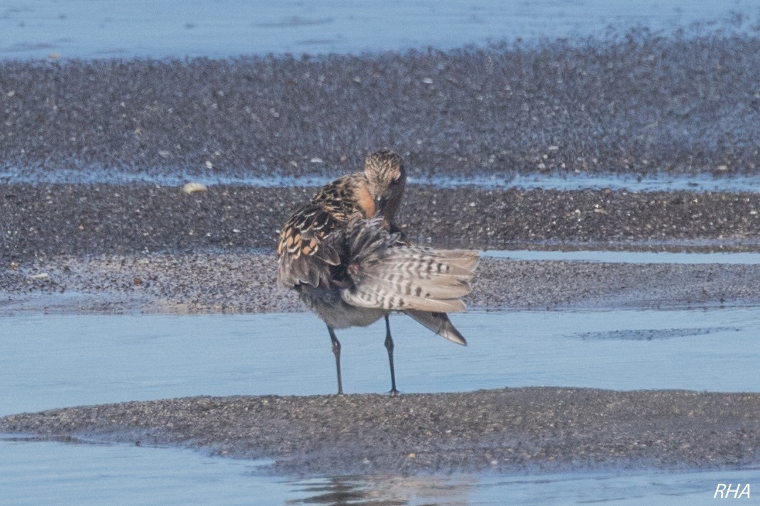 Red Knot - ML339935941