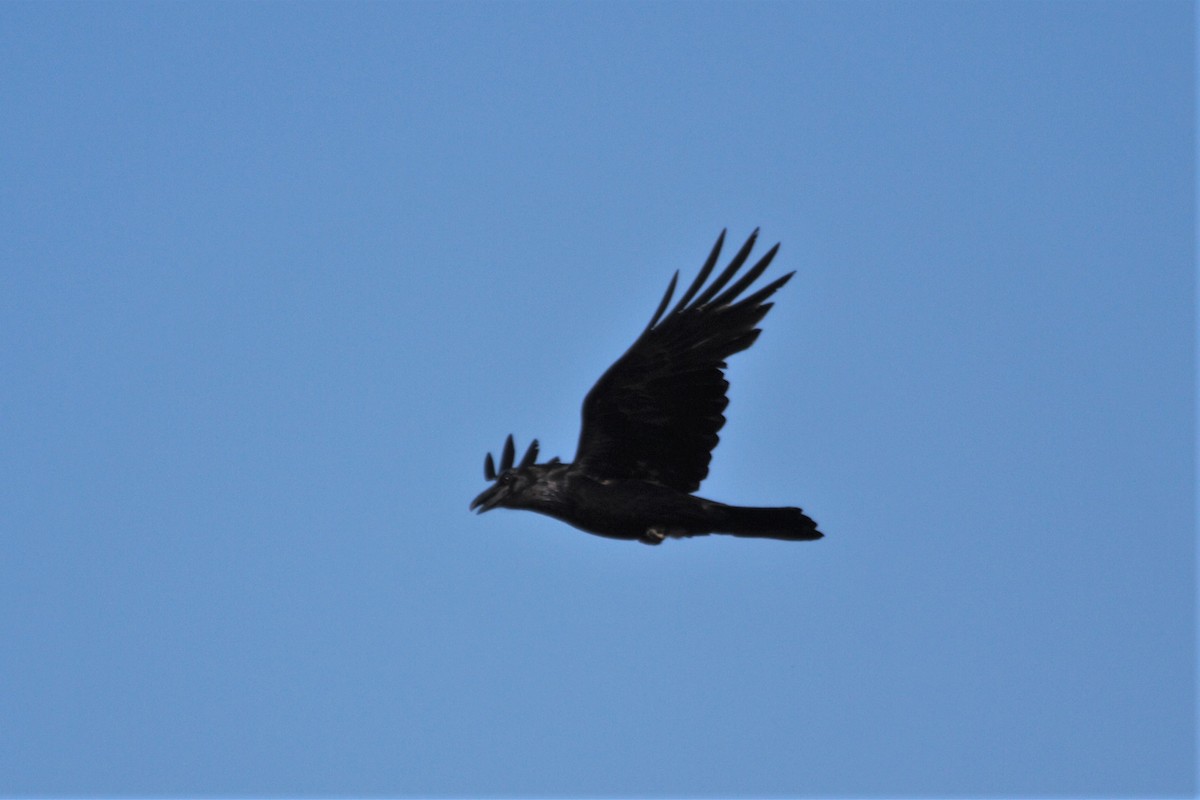 Common Raven - ML339936021