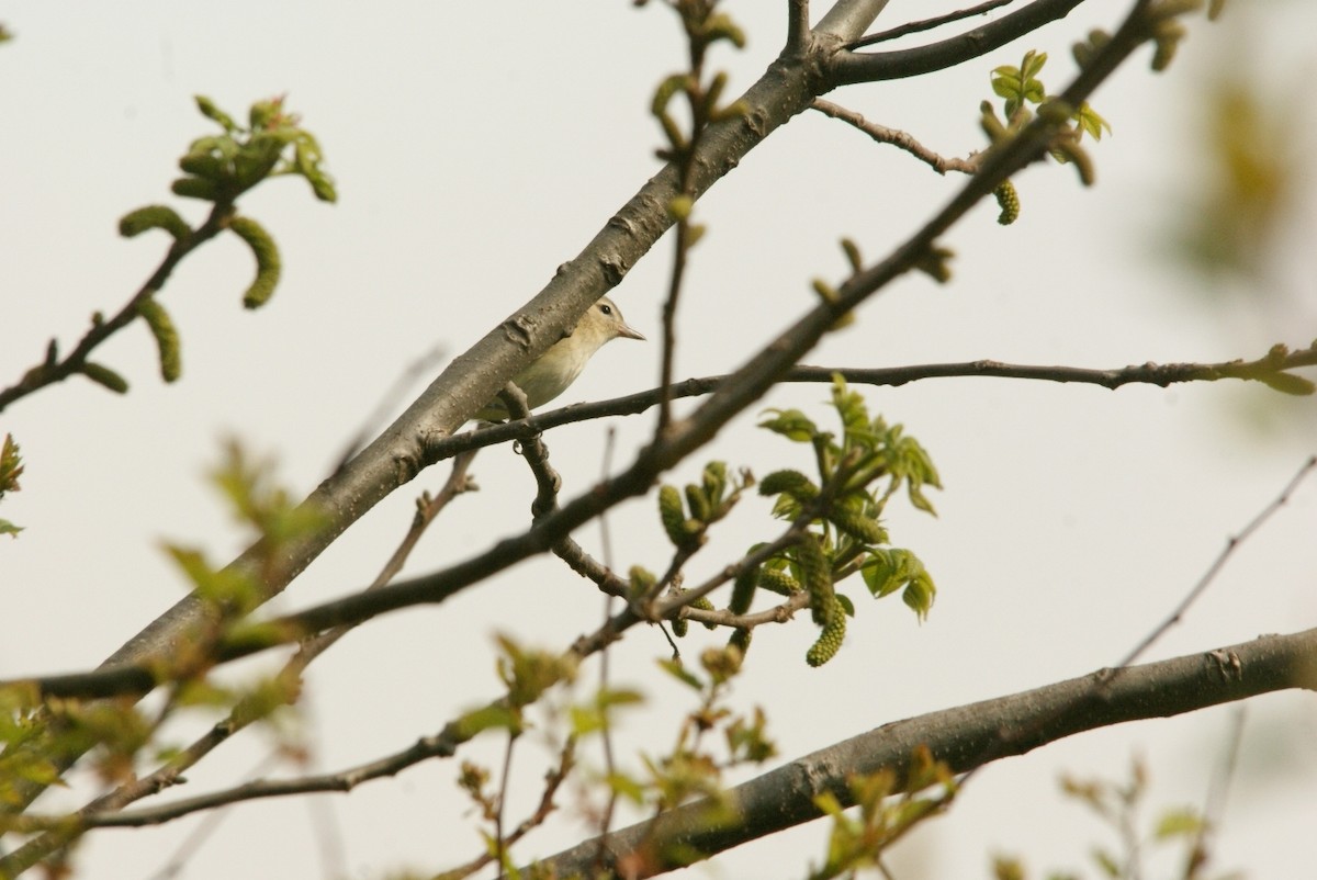 Warbling Vireo - Caleb Scholtens