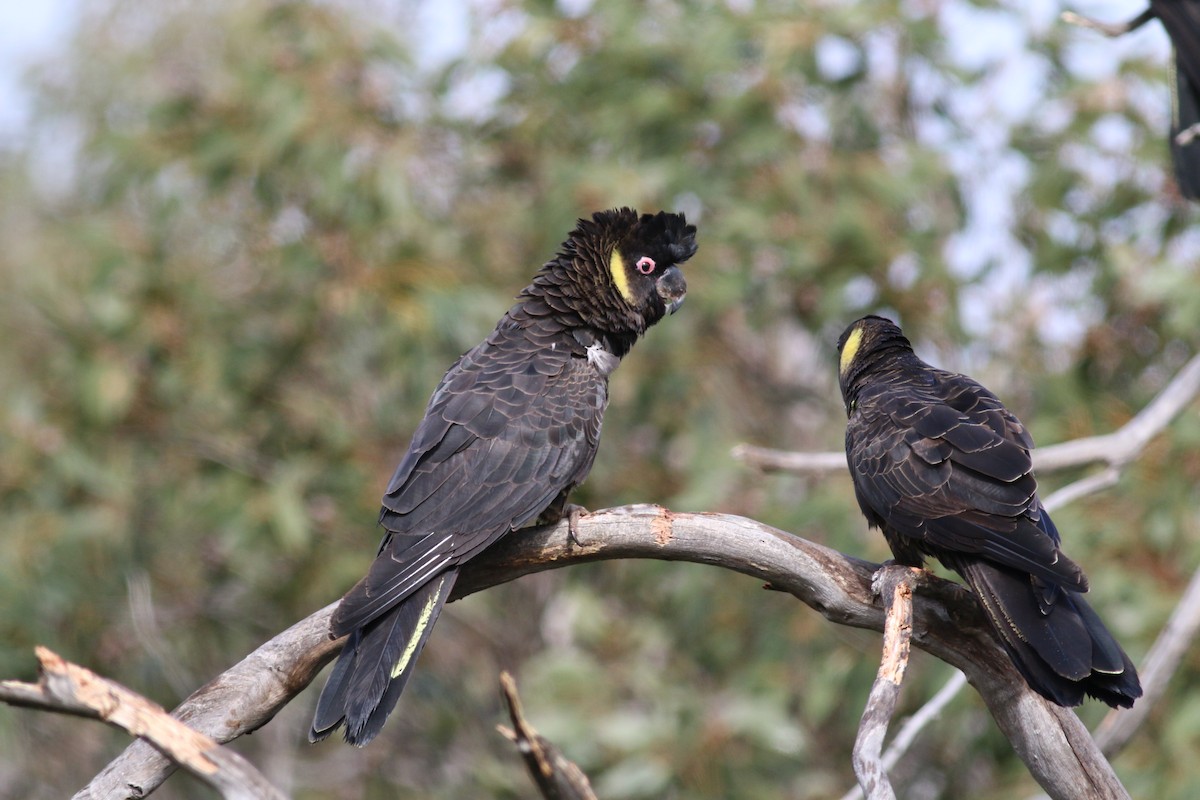 Yellow-tailed Black-Cockatoo - ML33993991