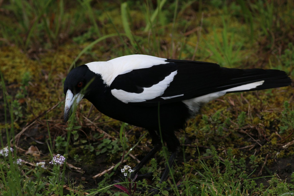 Australian Magpie (White-backed) - ML33994261