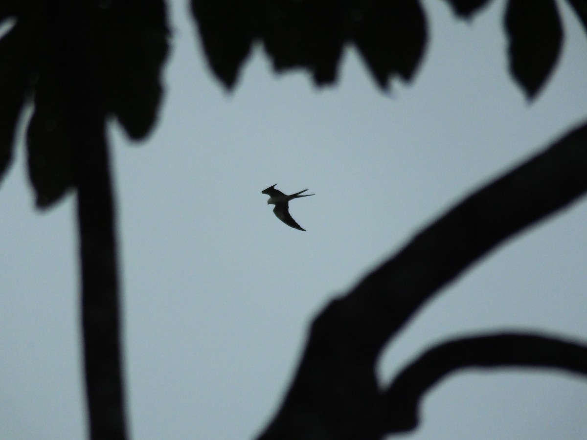 Swallow-tailed Kite - Three Eggs
