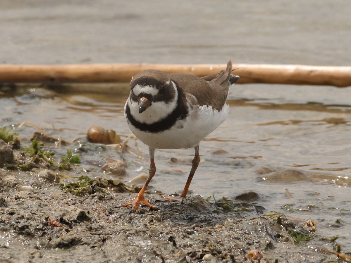 Semipalmated Plover - ML339944451