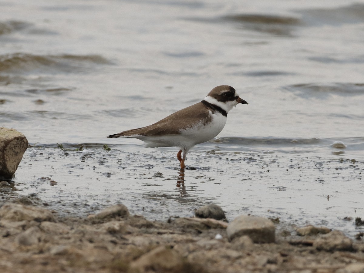 Semipalmated Plover - ML339944491