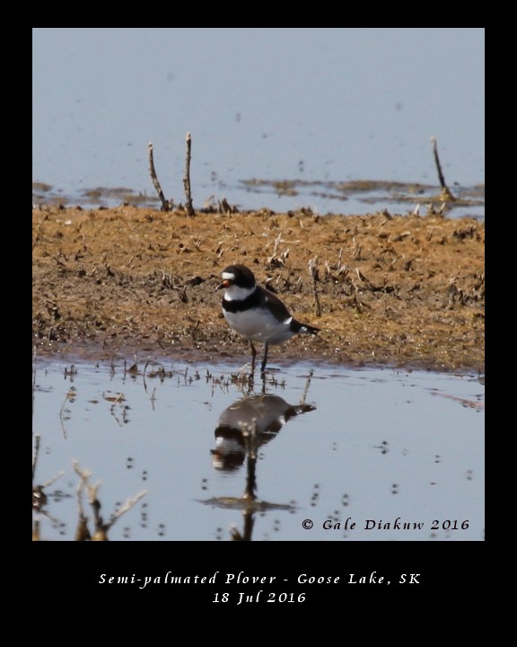 Semipalmated Plover - Gale Diakuw