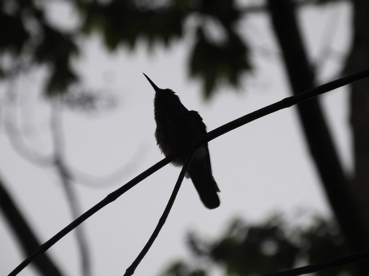 Scaly-breasted Hummingbird - ML33994931