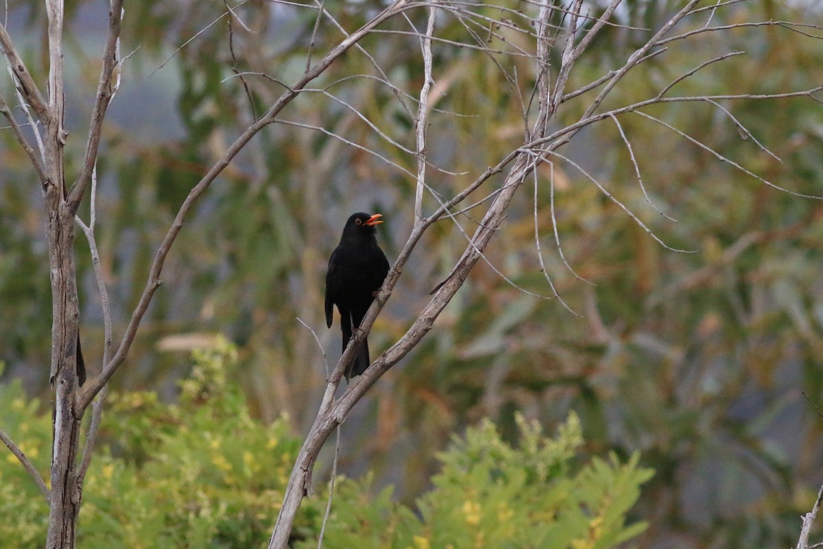 Eurasian Blackbird - Oliver Burton