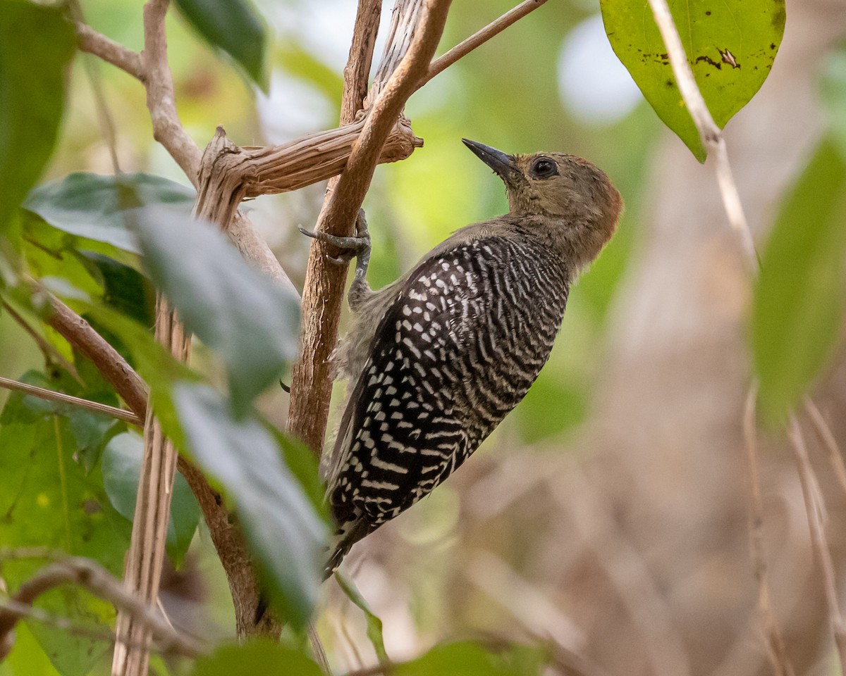 Yucatan Woodpecker - ML339958891