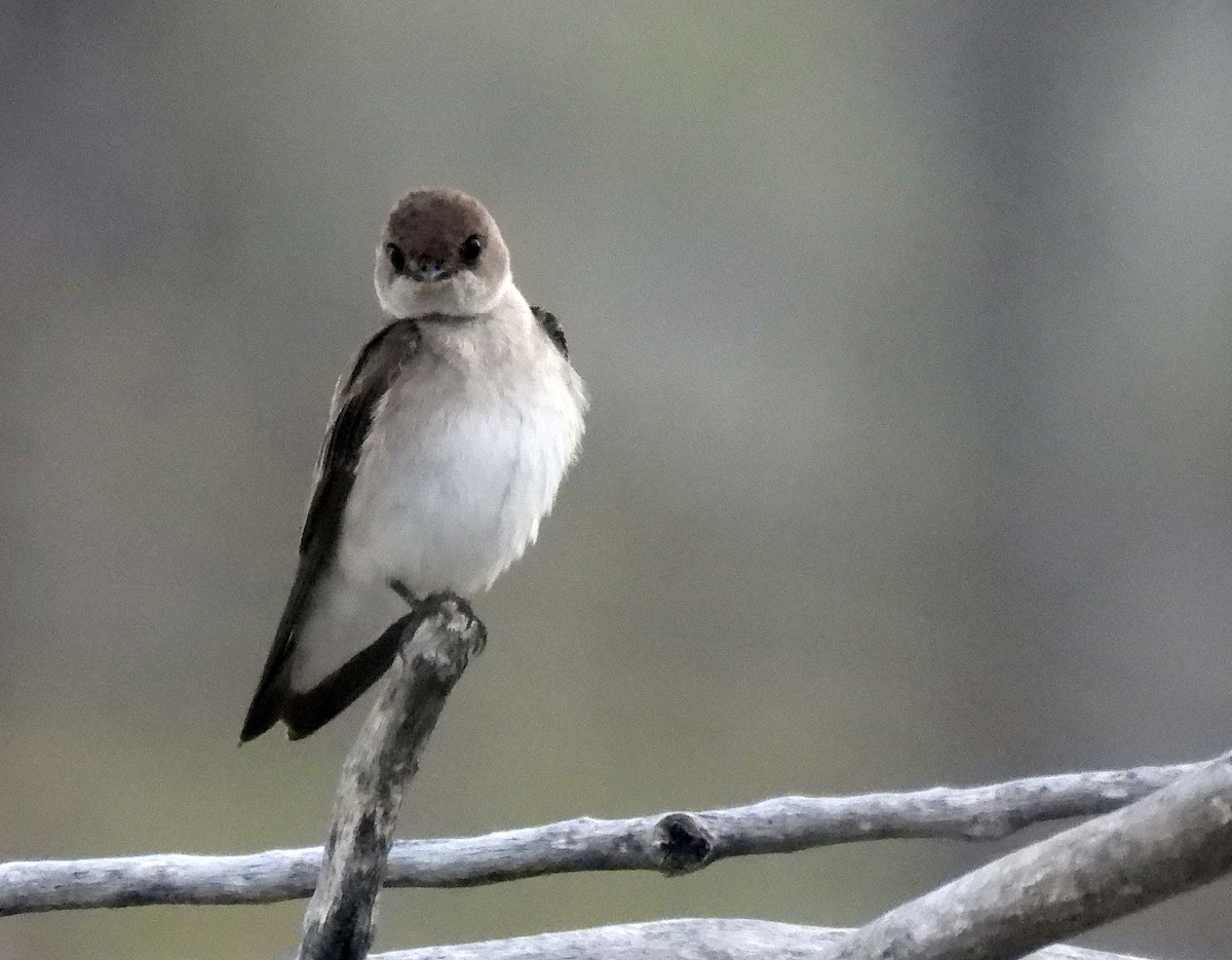 Northern Rough-winged Swallow - Charles Hundertmark