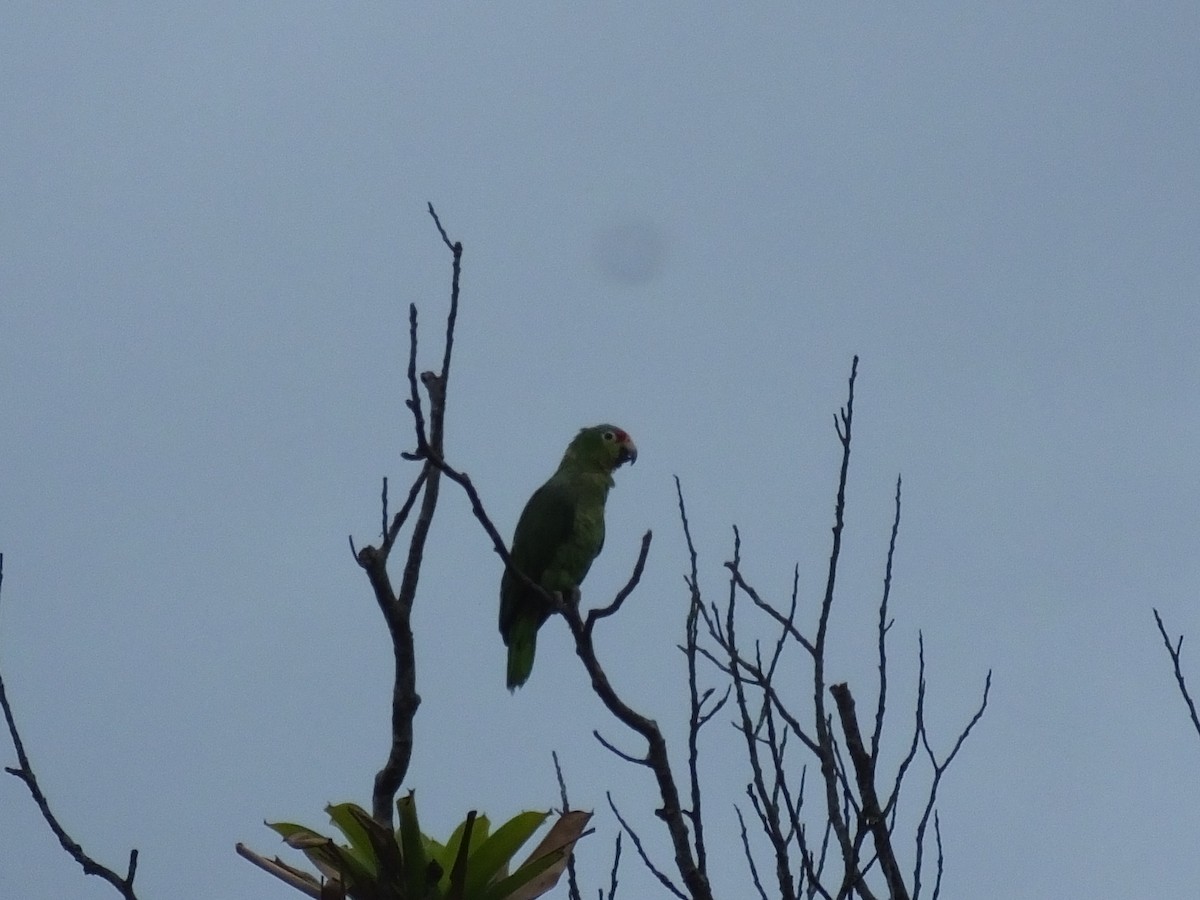 Red-lored Parrot - ML33995941