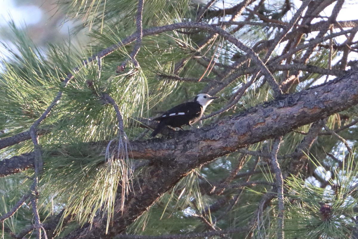 White-headed Woodpecker - ML339964131