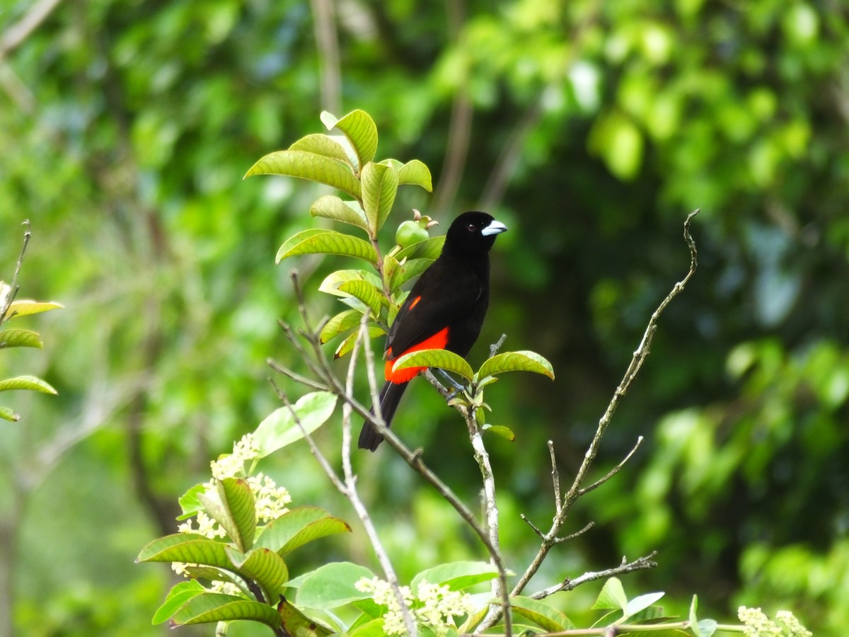 Scarlet-rumped Tanager (Passerini's) - ML33996521