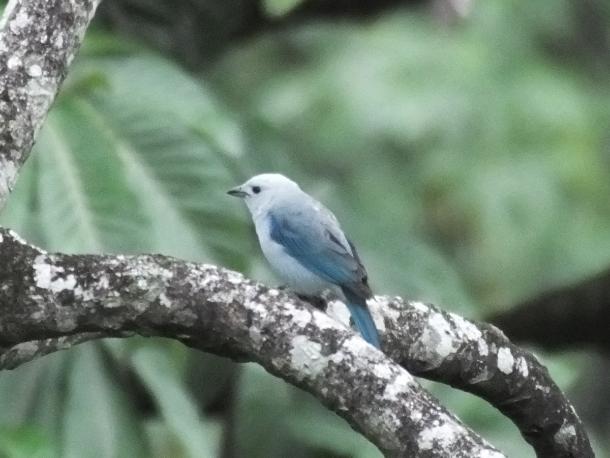 Blue-gray Tanager - ML33996531