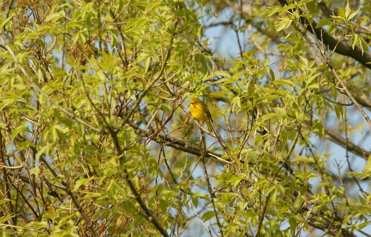 Yellow Warbler - ML33996651