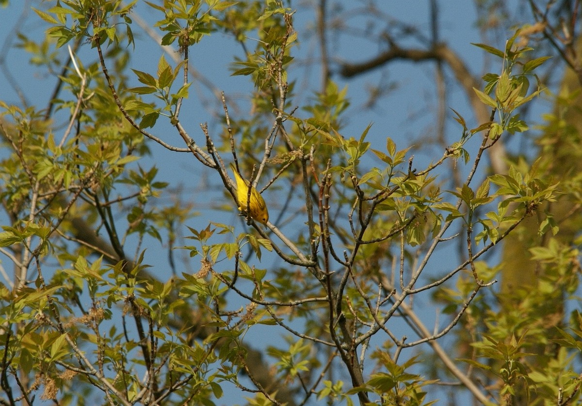 Yellow Warbler - ML33996671