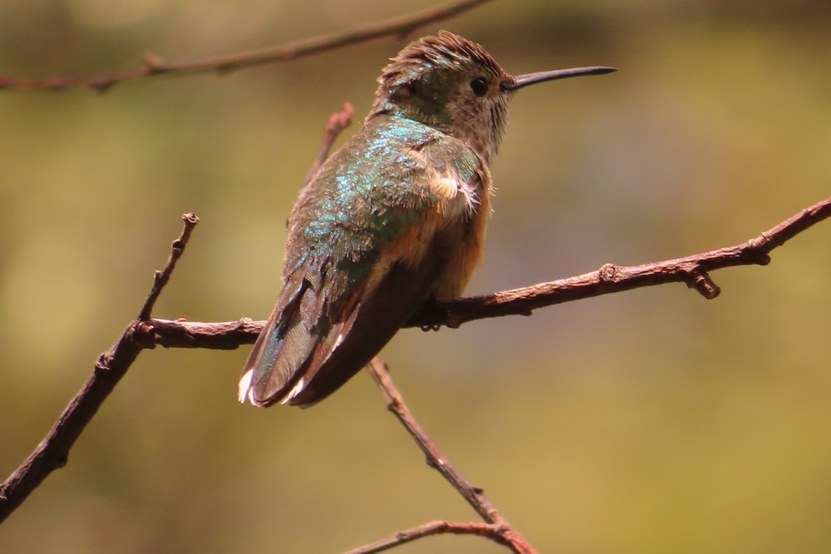 Calliope Hummingbird - Susan Benedict