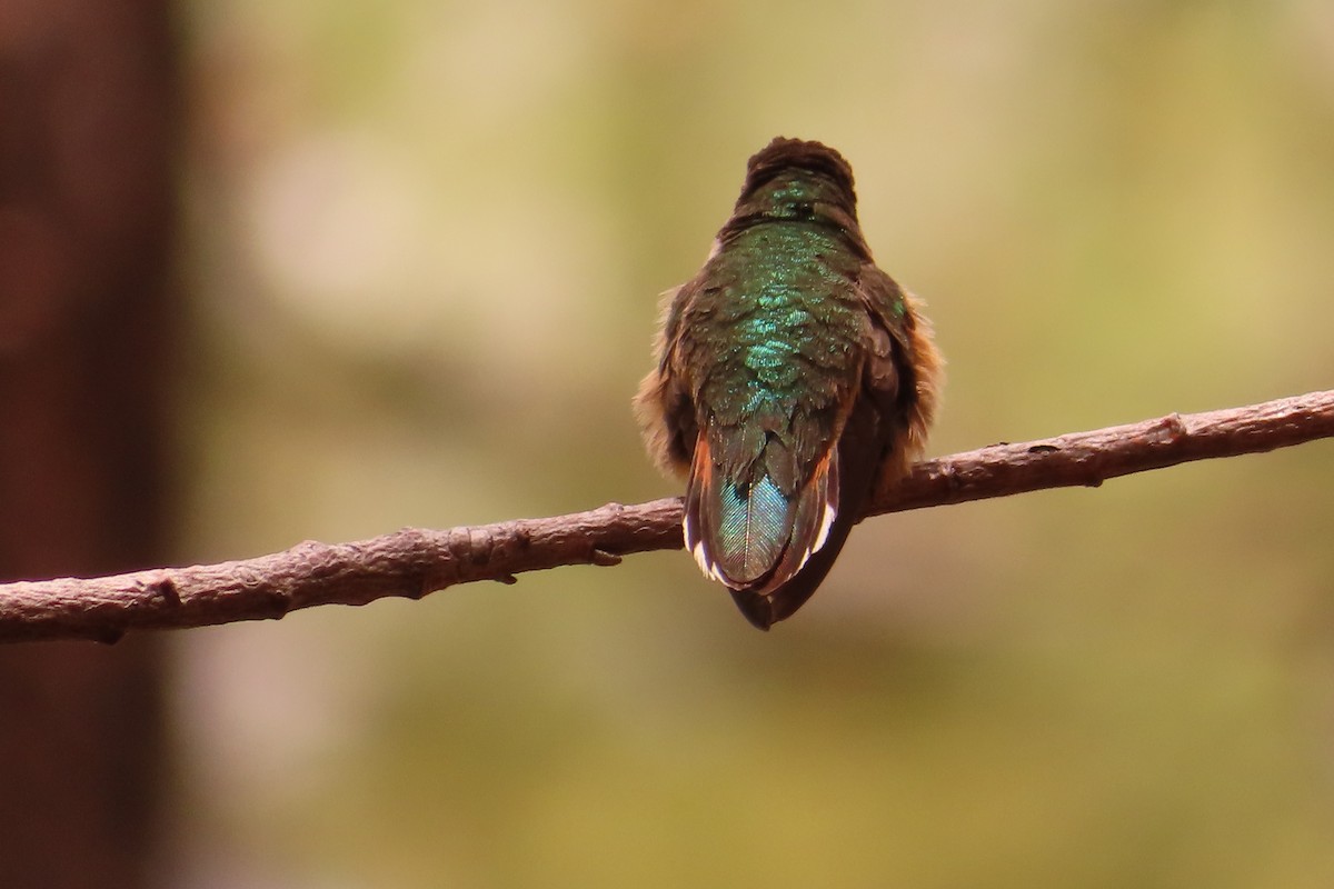 Calliope Hummingbird - Susan Benedict