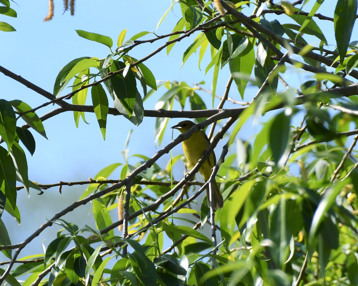 Orchard Oriole - ML339969781