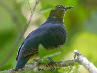 オレンジバト - eBird