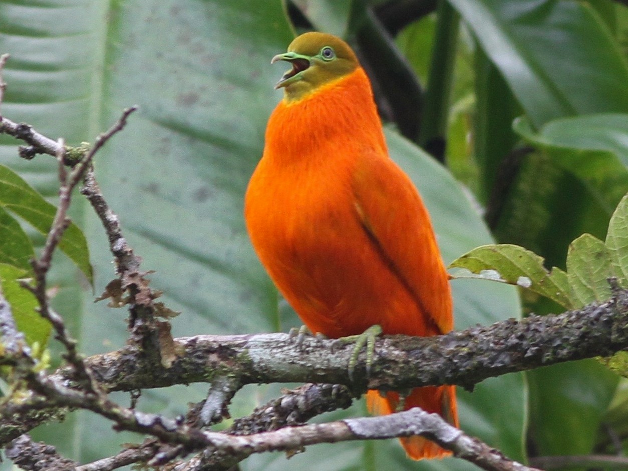 Orange Dove - Chris Wiley