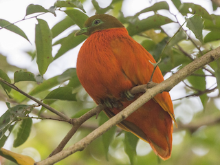 オレンジバト - eBird