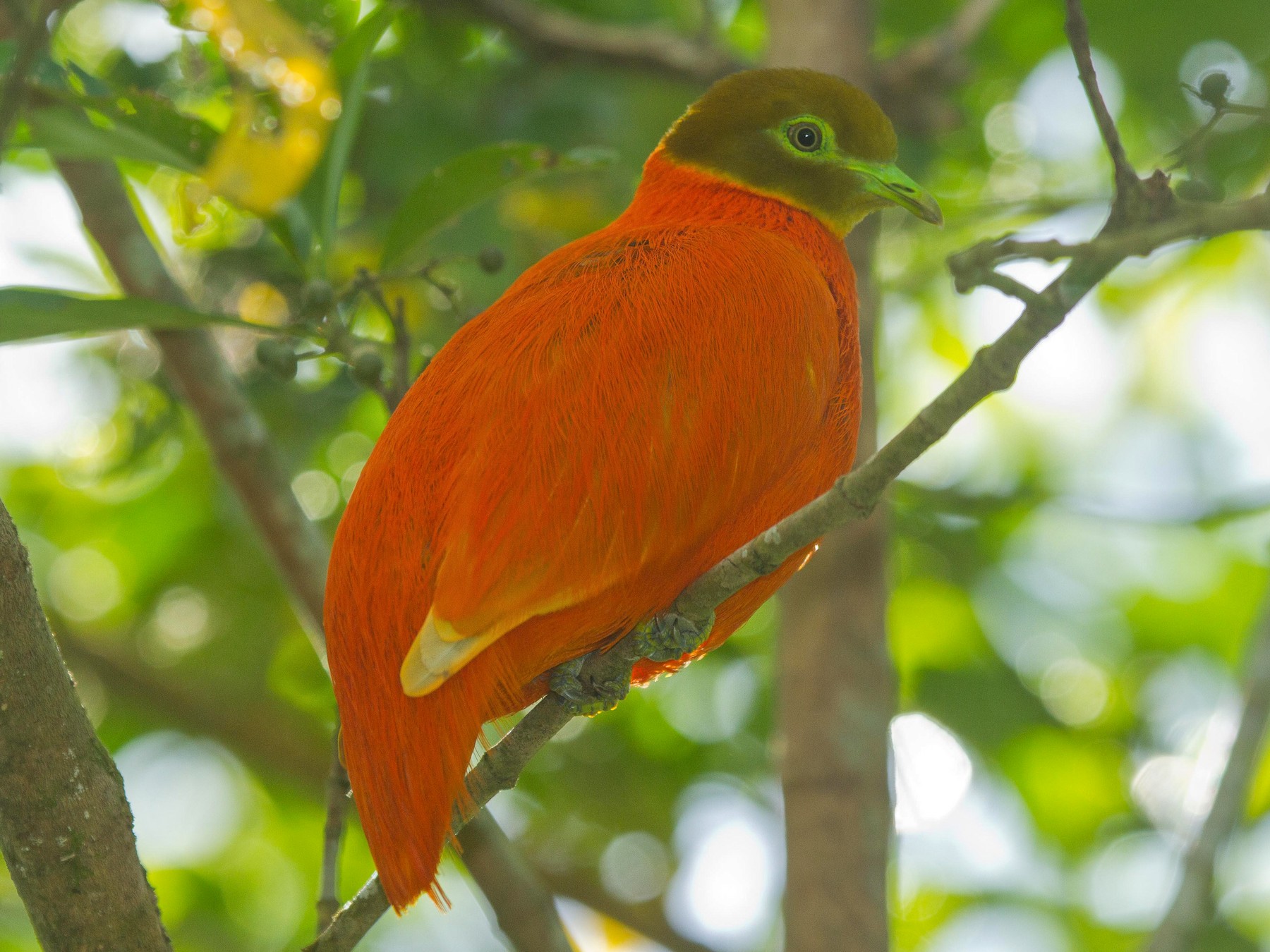 Orange Dove - eBird