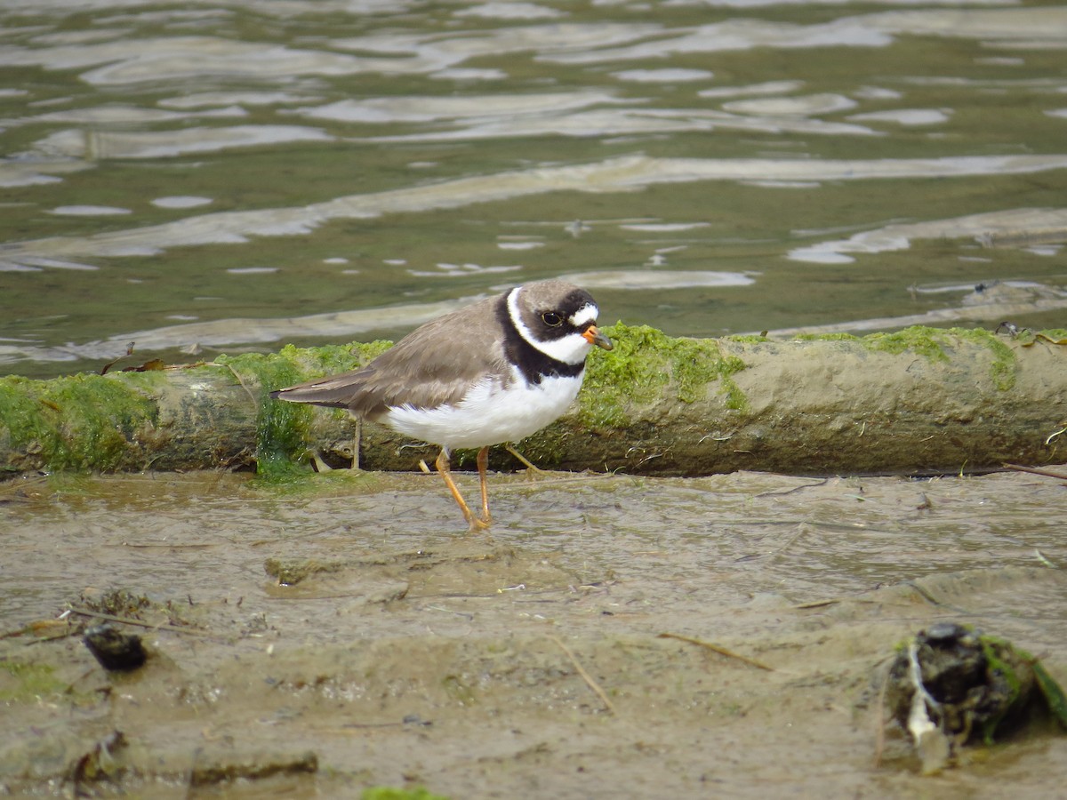 Semipalmated Plover - ML339970761