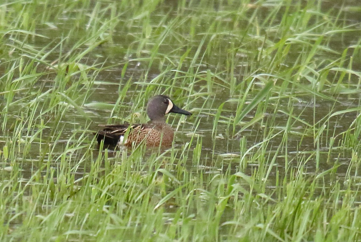 Blue-winged Teal - ML339972831