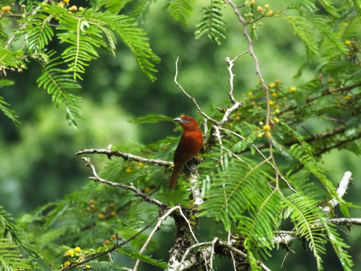 Hepatic Tanager - ML33997311