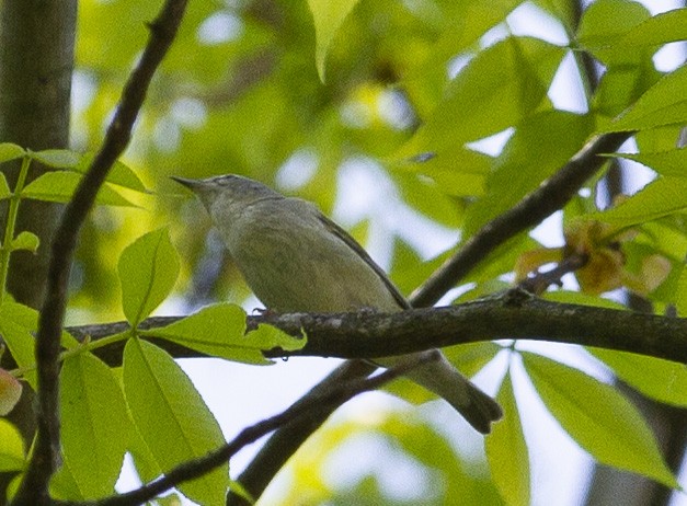 Tennessee Warbler - Anonymous