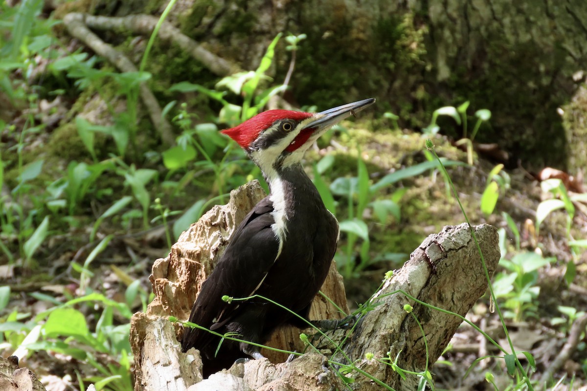 Pileated Woodpecker - ML339989591