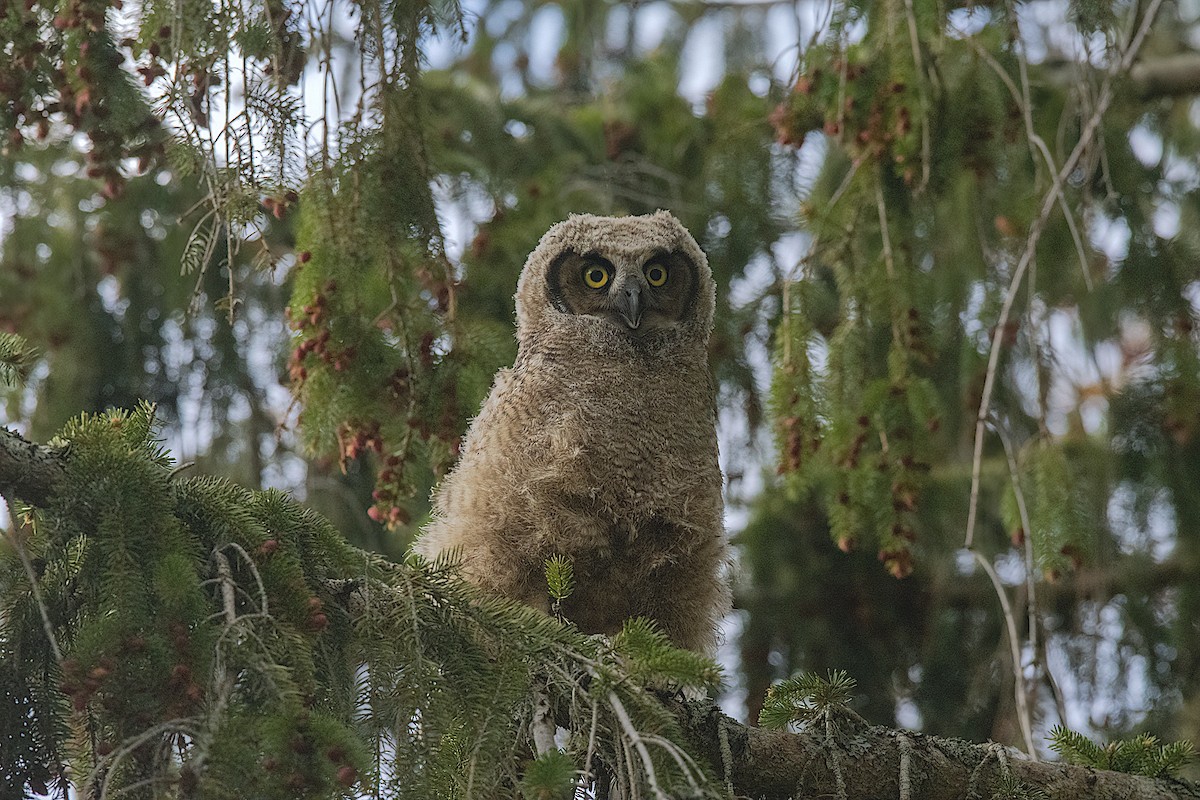 Great Horned Owl - ML339992441
