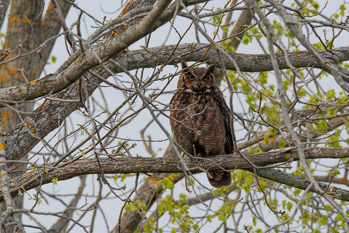 Great Horned Owl - ML339992481