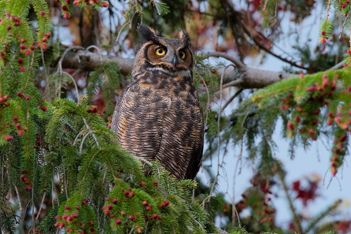 Great Horned Owl - ML339992511