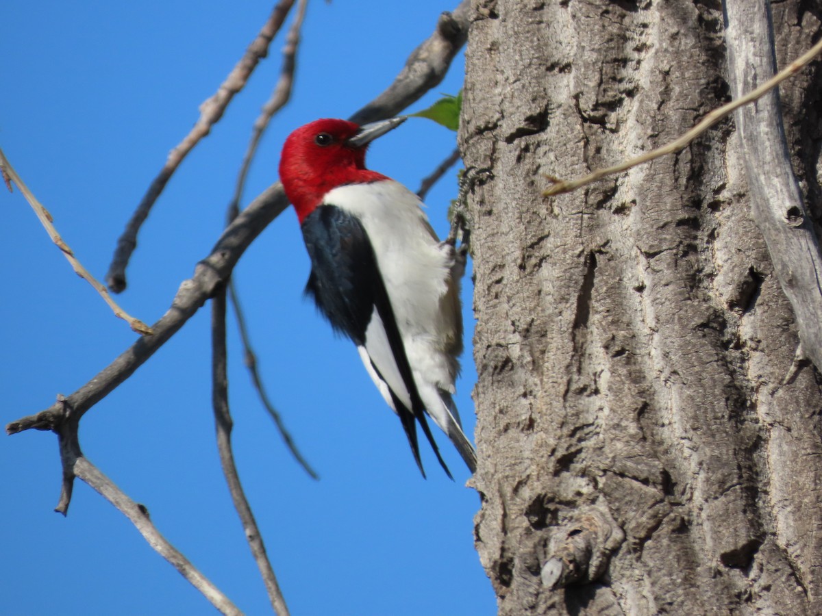 Red-headed Woodpecker - Linda Pearn
