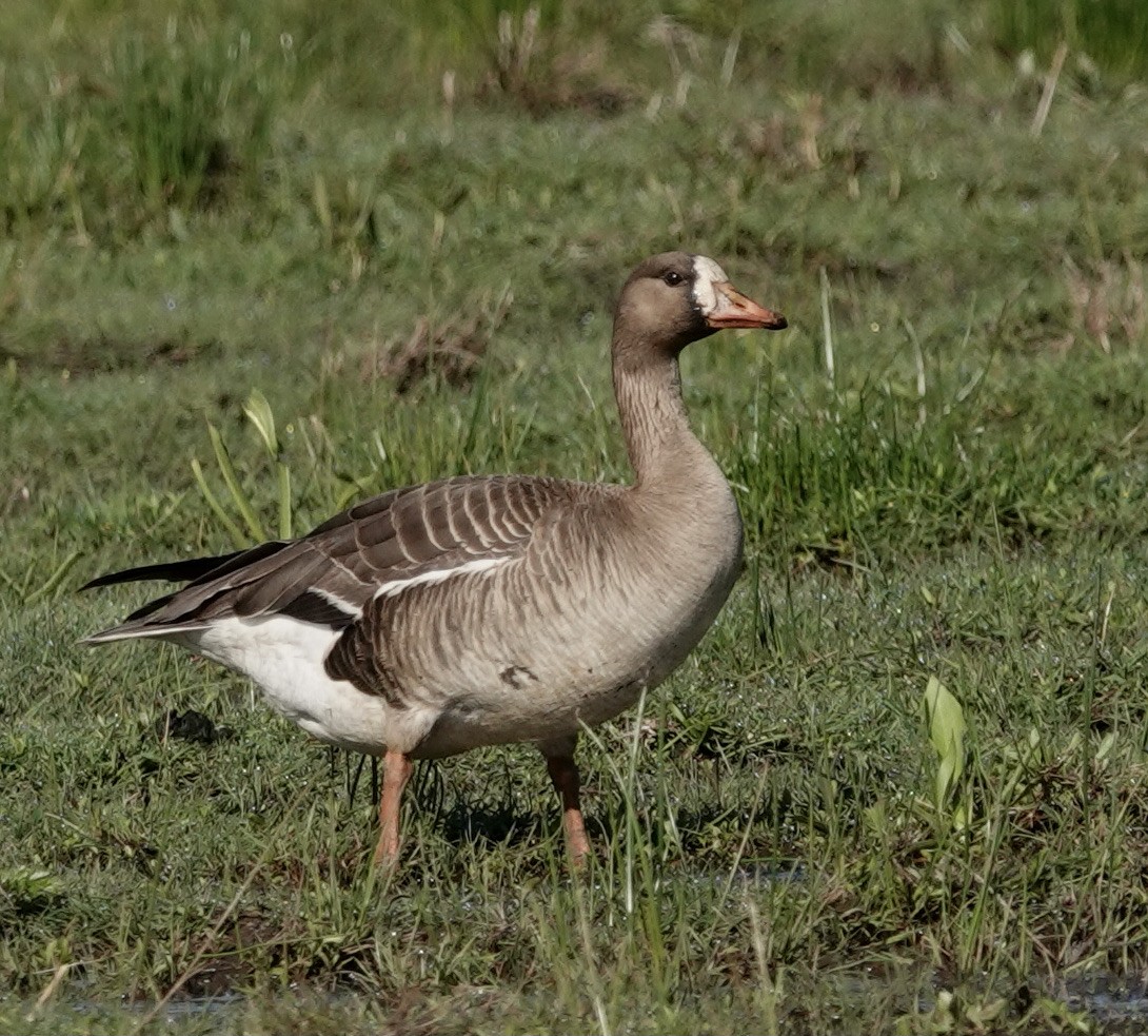 Greater White-fronted Goose - ML339999591