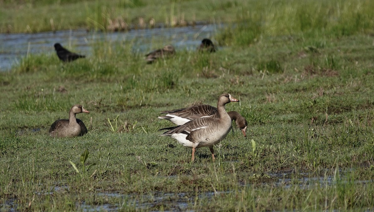 Greater White-fronted Goose - ML339999921