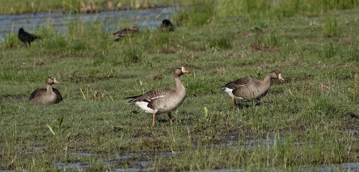 Greater White-fronted Goose - ML339999931