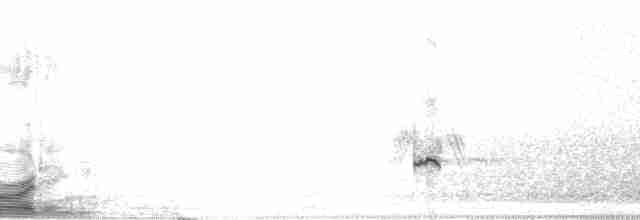 Sarcelle d'hiver (crecca) - ML3400