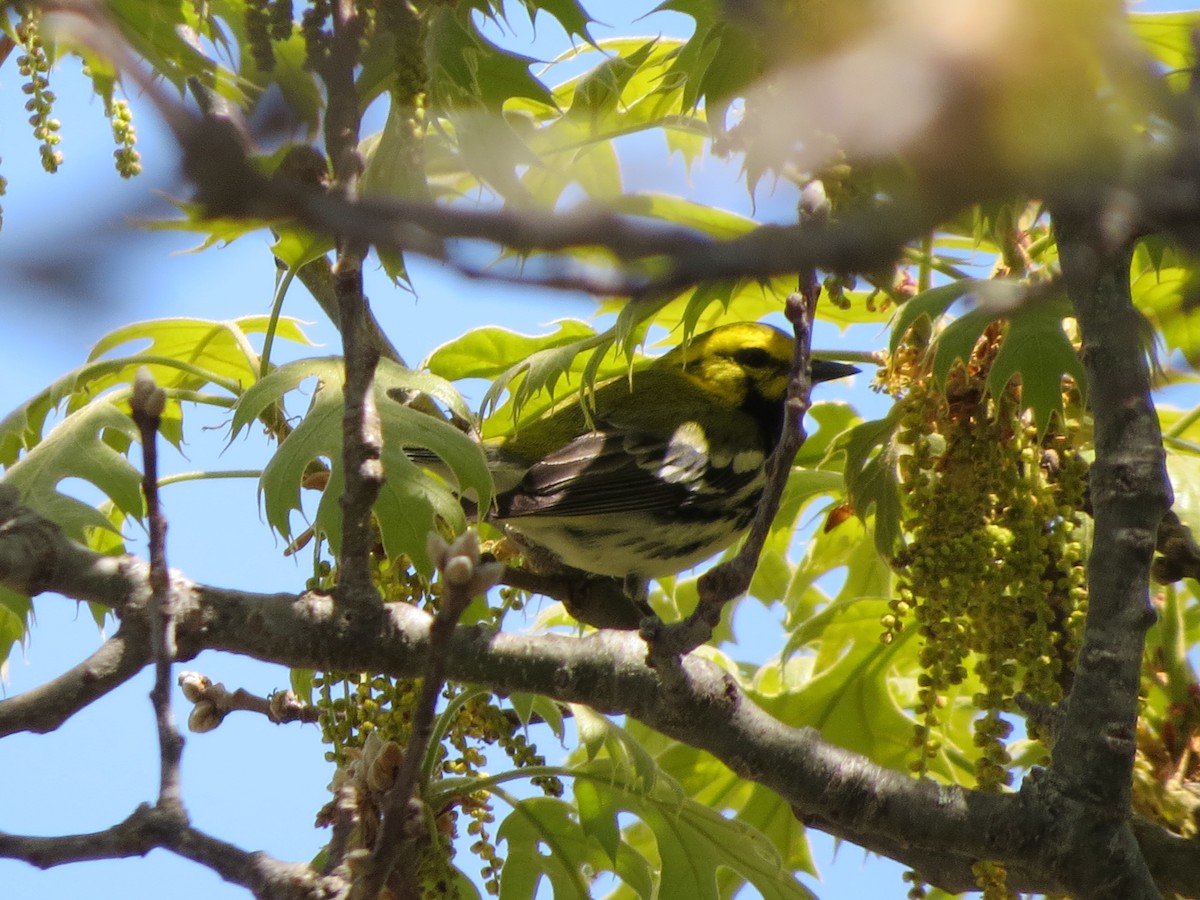 Black-throated Green Warbler - ML340001221