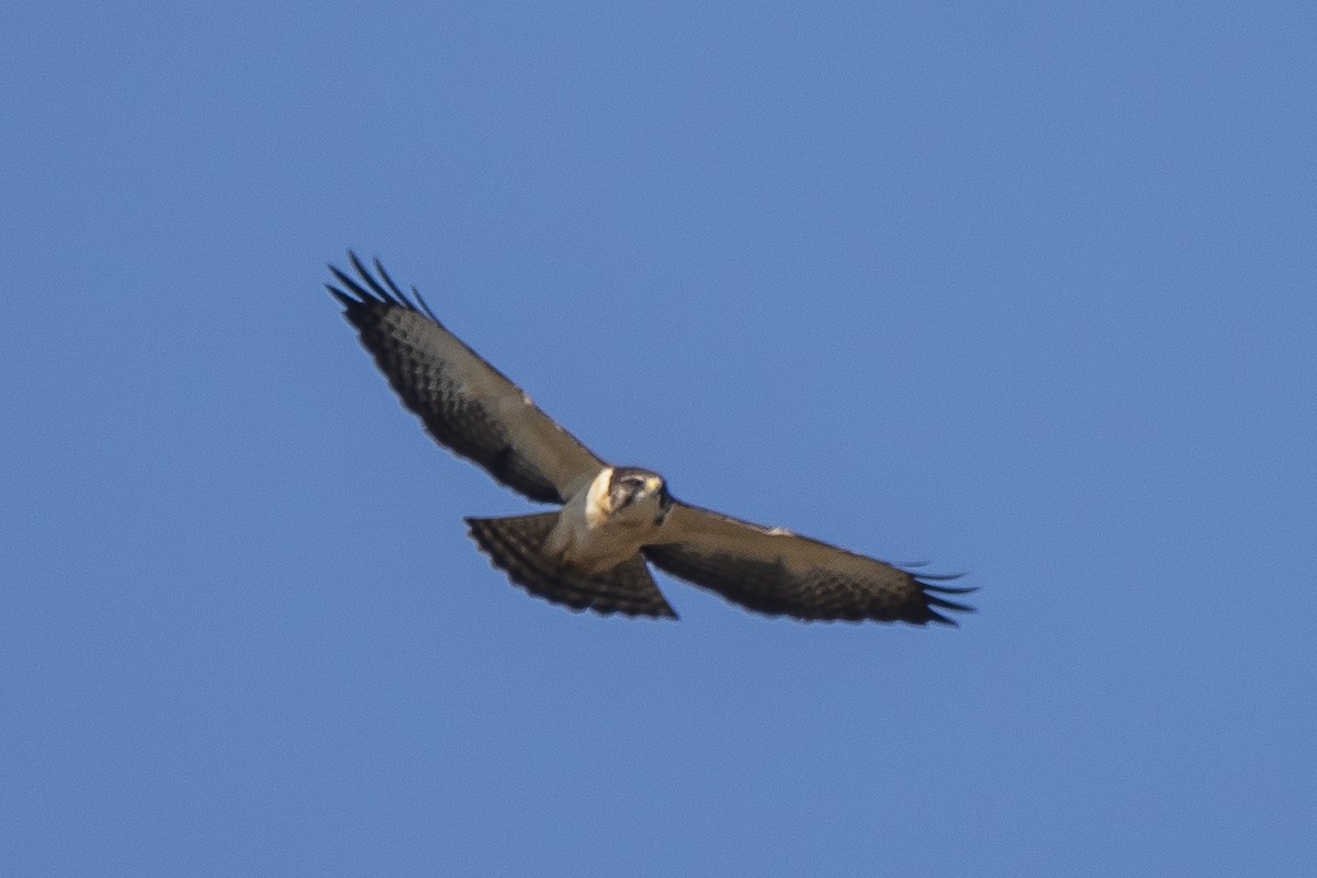 Short-tailed Hawk - ML340002591