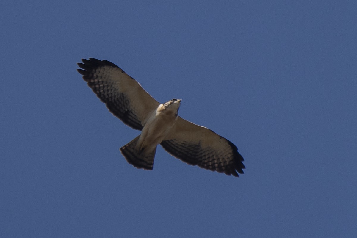 Short-tailed Hawk - Luiz Carlos Ramassotti