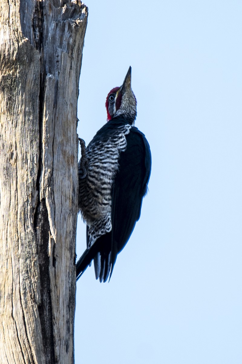 Lineated Woodpecker - ML340002901