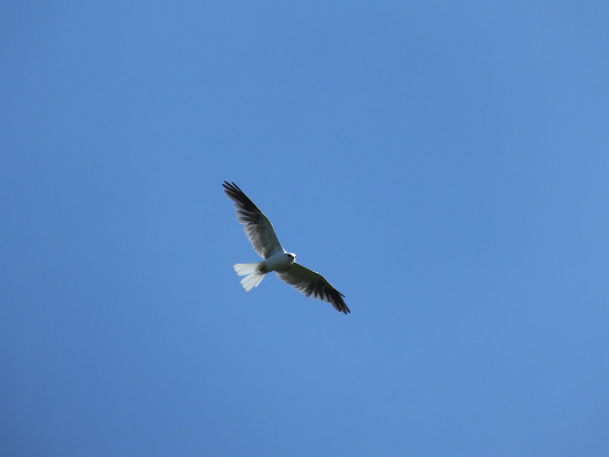 White-tailed Kite - ML34000301