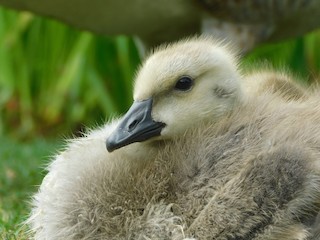 Canada Goose (moffitti/maxima), ML340005461