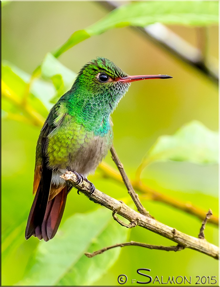 Rufous-tailed Hummingbird - ML34000581