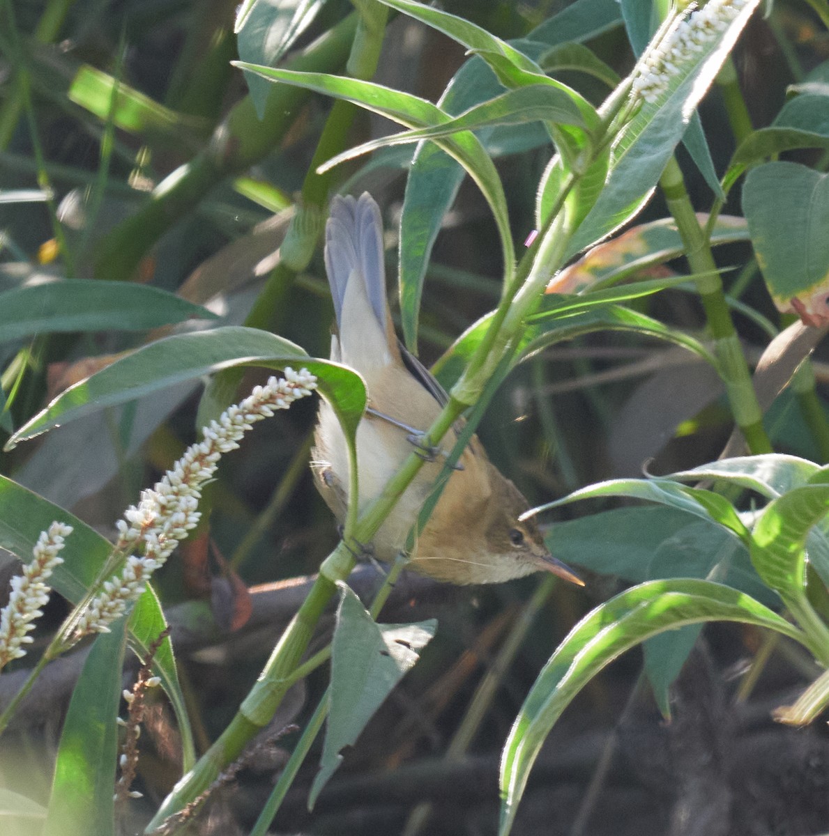 Australian Reed Warbler - ML340009021