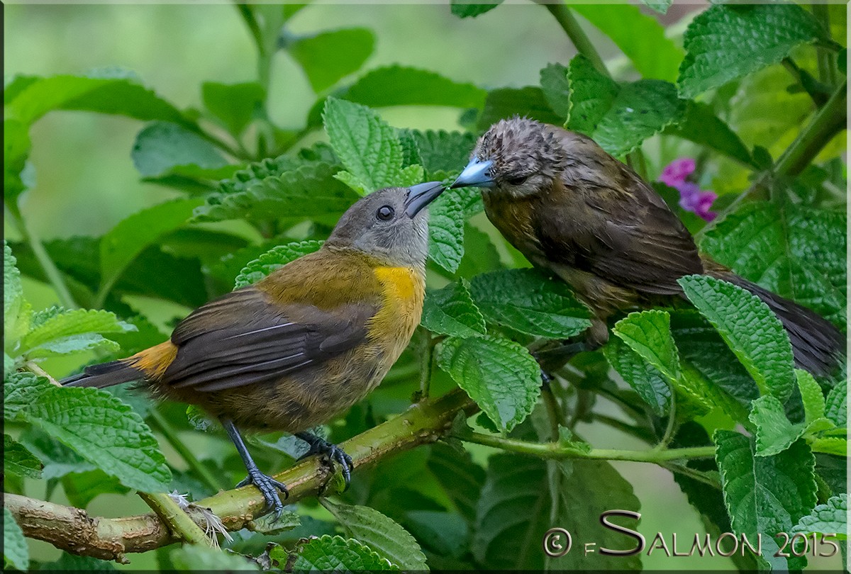 Scarlet-rumped Tanager (Passerini's) - Frank Salmon