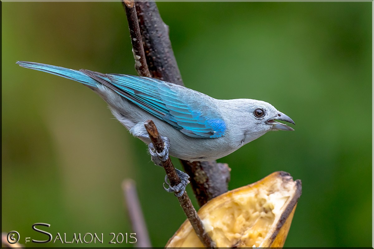 Blue-gray Tanager - ML34001091